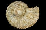 Ammonite (Garantiana) Fossil - Dorset, England #130209-1